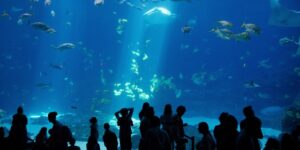 Melbourne Aquarium Prices